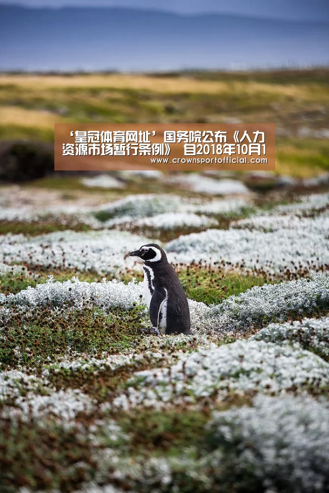 ‘皇冠体育网址’国务院公布《人力资源市场暂行条例》 自2018年10月1日起施行(图1) 皇冠app
